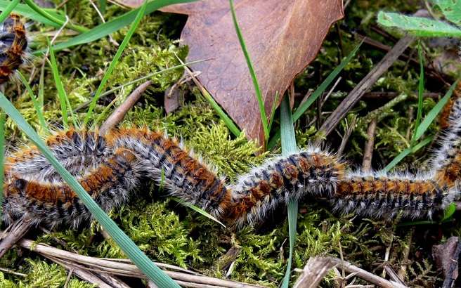 Les chenilles processionnaires un danger pour vos animaux